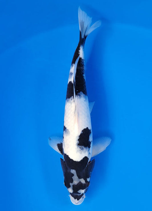 Koi fish for sale — 35 cm Ogata Shiro Utsuri at ChampKoi