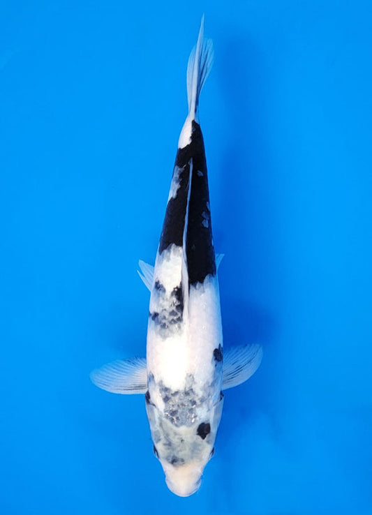 Koi fish for sale — 35 cm Ogata Shiro Utsuri at ChampKoi