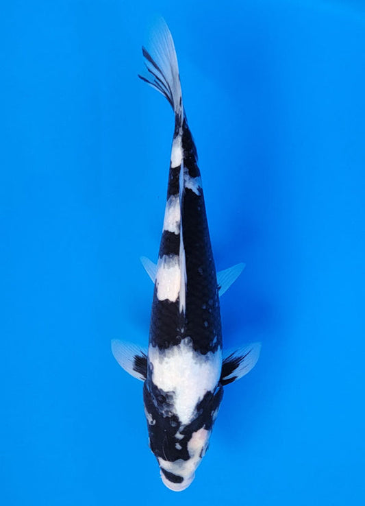 Koi fish for sale — 35 cm Ogata Shiro Utsuri at ChampKoi