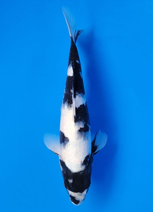 Koi fish for sale — 35 cm Ogata Shiro Utsuri at ChampKoi