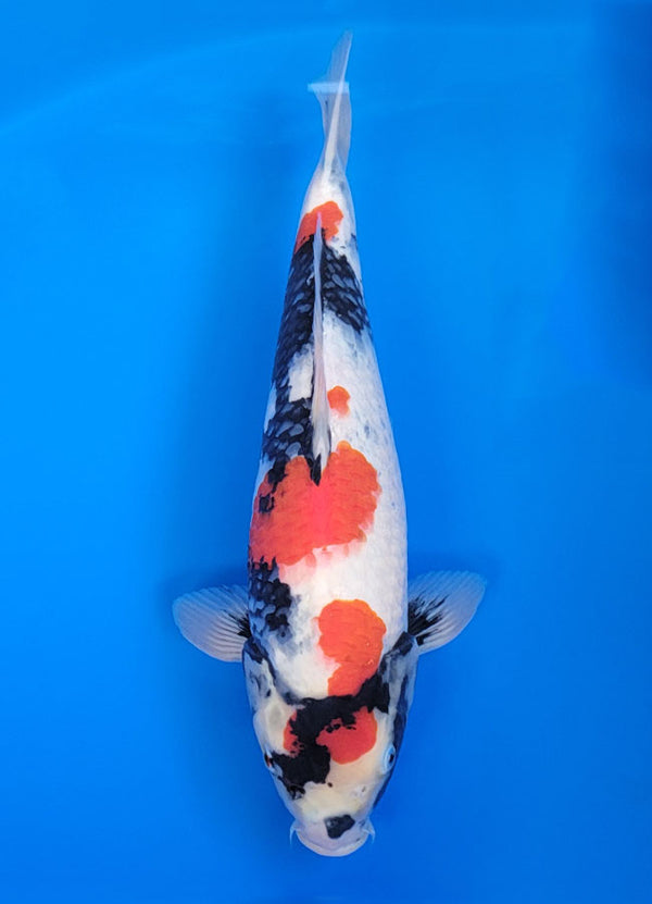 Koi fish for sale — 40 cm Isa Showa at ChampKoi