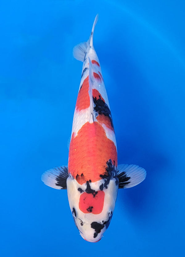 Koi fish for sale — 39 cm Isa Showa at ChampKoi