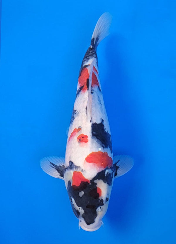 Koi fish for sale — 36 cm Isa Showa at ChampKoi