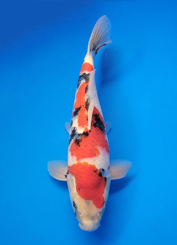 Koi fish for sale — 39 cm Isa Showa at ChampKoi