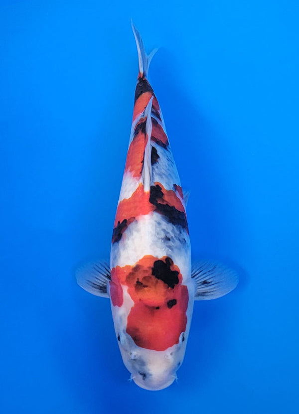 Koi fish for sale — 36 cm Isa Showa at ChampKoi