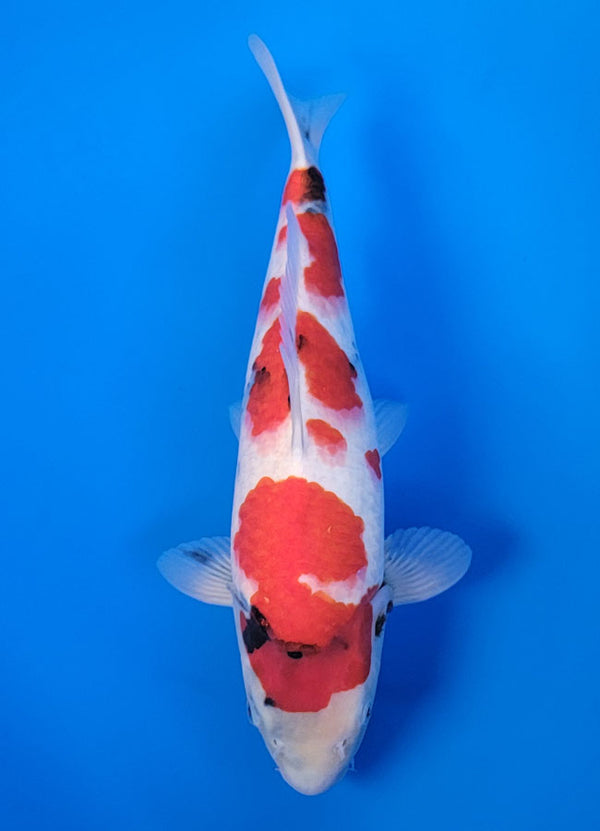 Koi fish for sale — 38 cm Isa Showa at ChampKoi