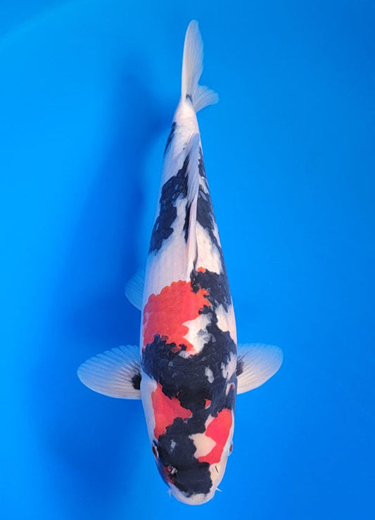 Koi fish for sale — 40 cm Isa Showa at ChampKoi