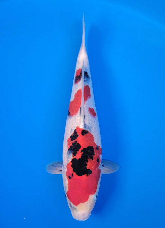 Koi fish for sale — 38 cm Isa Showa at ChampKoi