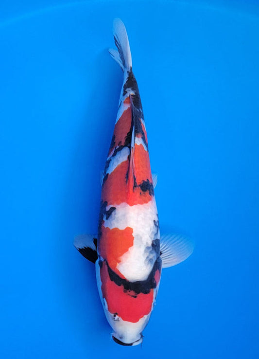 Koi fish for sale — 37 cm Isa Showa at ChampKoi