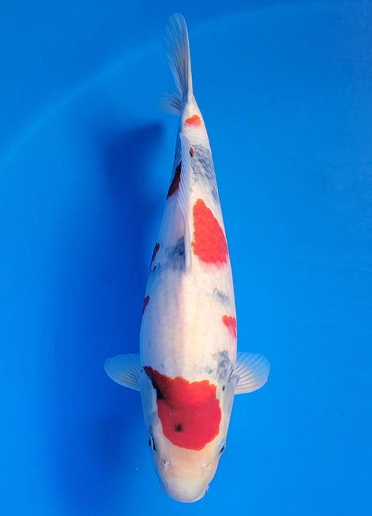 Koi fish for sale — 38 cm Isa Showa at ChampKoi