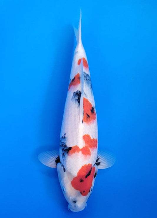 Koi fish for sale — 38 cm Isa Showa at ChampKoi