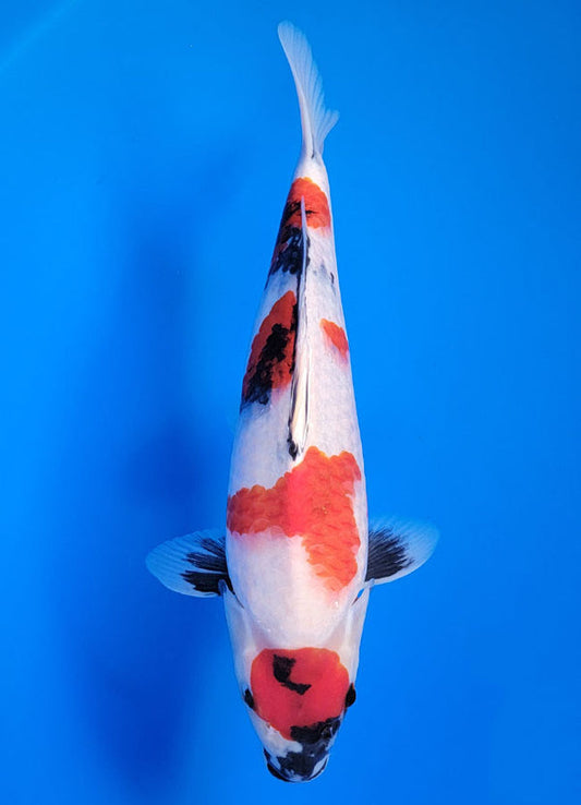 Koi fish for sale — 38 cm Isa Showa at ChampKoi