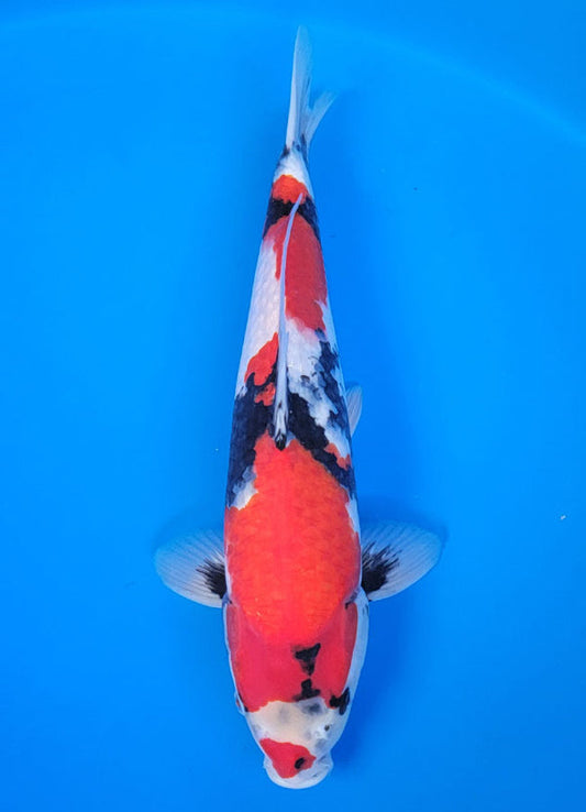 Koi fish for sale — 40 cm Isa Showa at ChampKoi