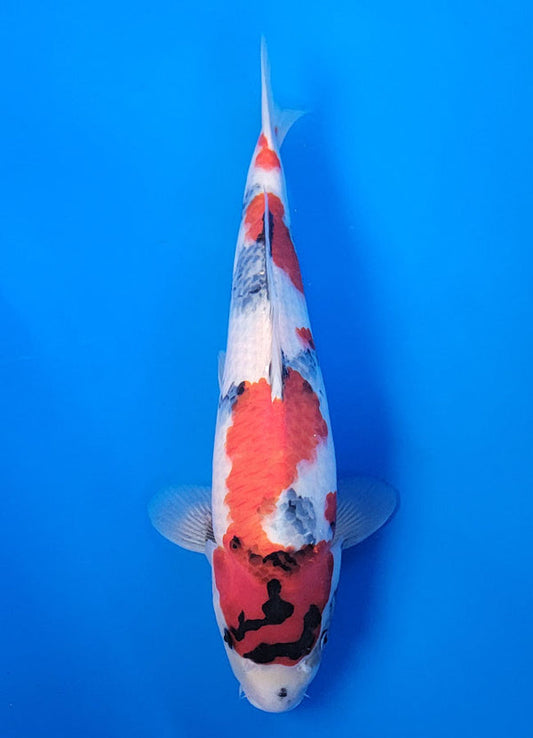 Koi fish for sale — 39 cm Isa Showa at ChampKoi