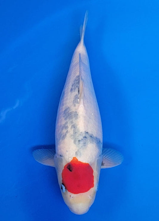 Koi fish for sale — 37 cm Isa Tancho Showa at ChampKoi