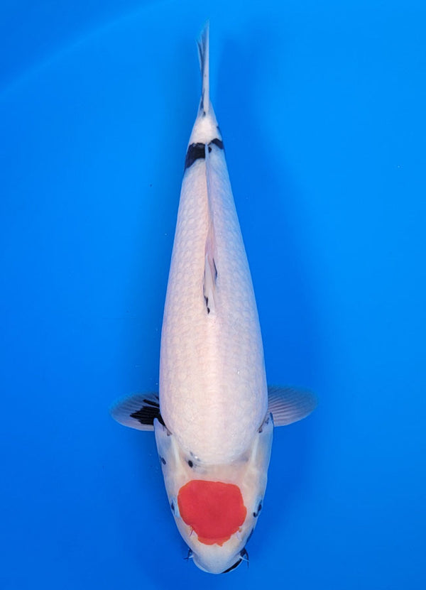 Koi fish for sale — 39 cm Isa Tancho Showa at ChampKoi