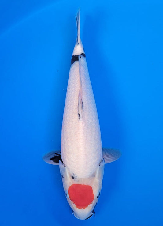Koi fish for sale — 39 cm Isa Tancho Showa at ChampKoi