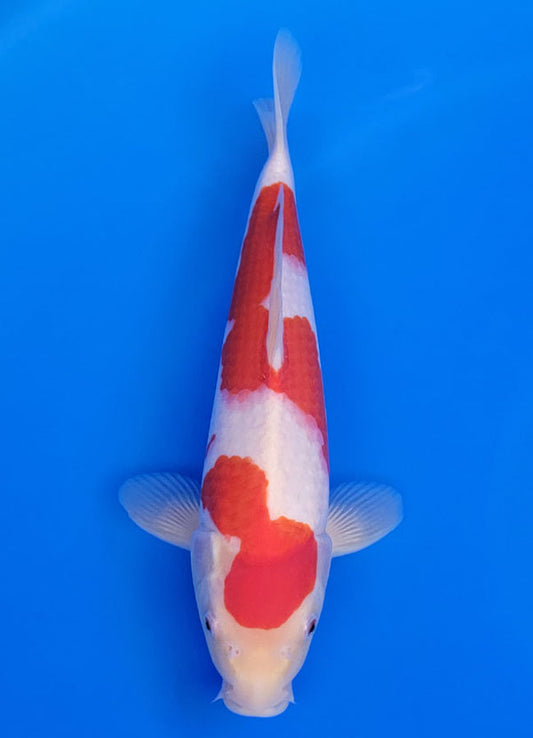 Koi fish for sale — 37 cm Ooya Kohaku at ChampKoi