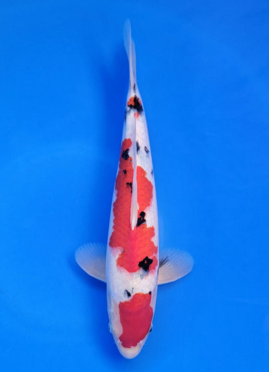 Koi fish for sale — 38 cm Ogata Sanke at ChampKoi