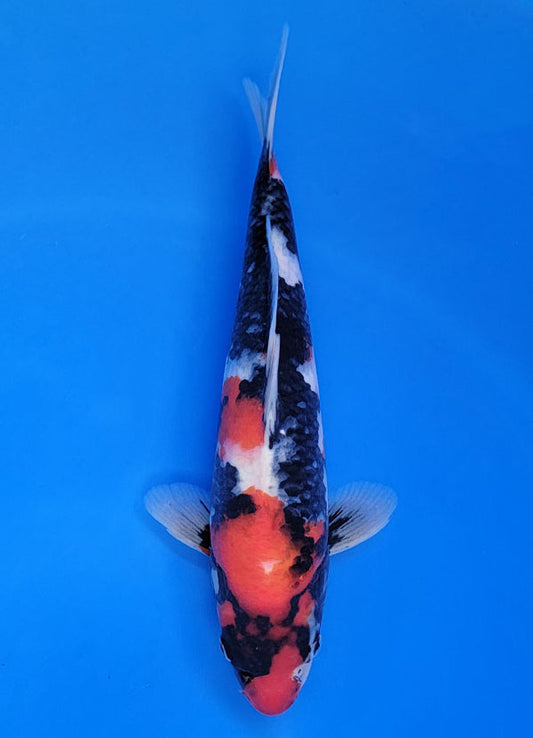 Koi fish for sale — 35 cm Ogata Showa at ChampKoi