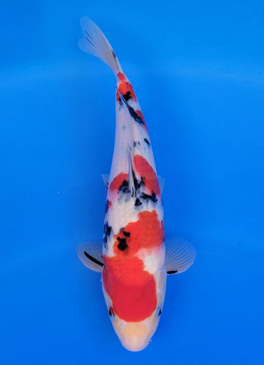 Koi fish for sale — 32 cm Ogata Sanke at ChampKoi
