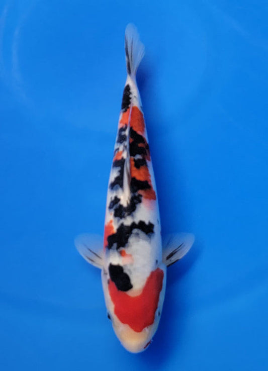 Koi fish for sale — 31 cm Ooya Sanke at ChampKoi