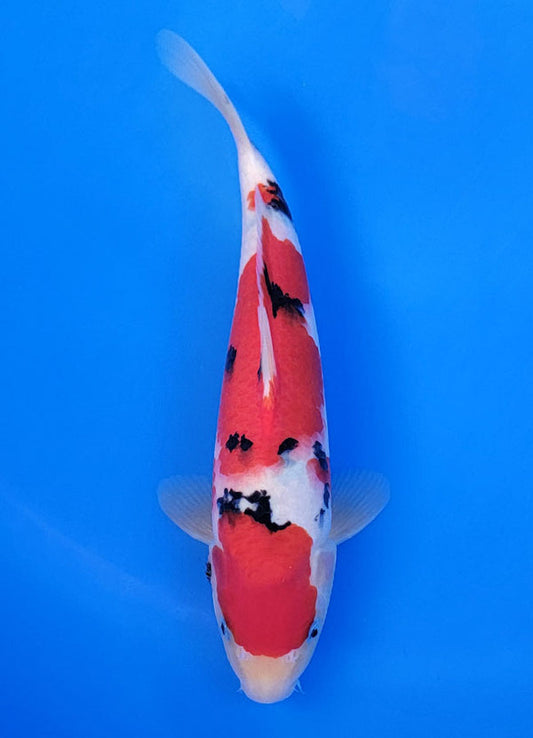 Koi fish for sale — 31 cm Ooya Sanke at ChampKoi