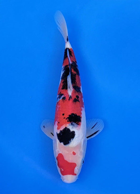 Koi fish for sale — 28 cm Ooya Sanke at ChampKoi
