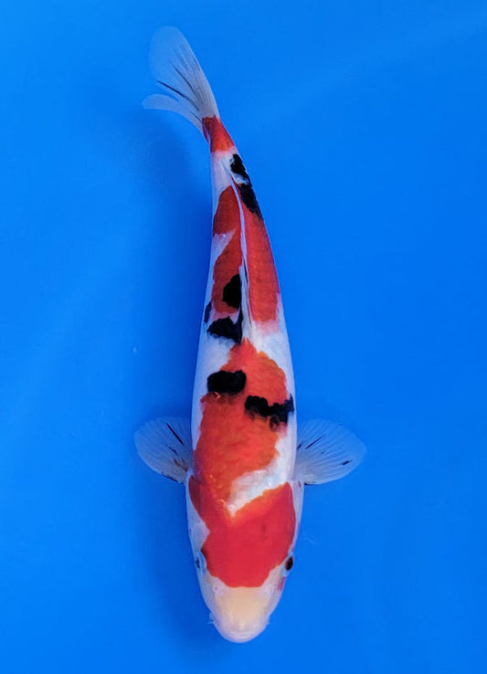 Koi fish for sale — 29 cm Ooya Sanke at ChampKoi