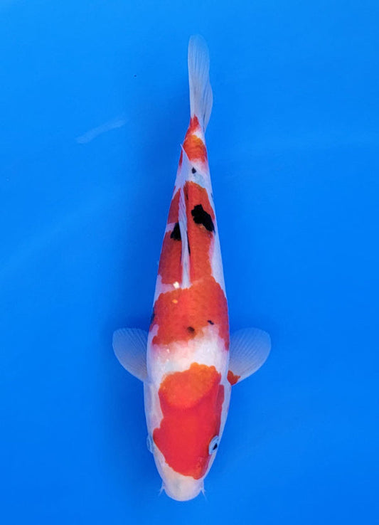 Koi fish for sale — 29 cm Ogata Sanke at ChampKoi