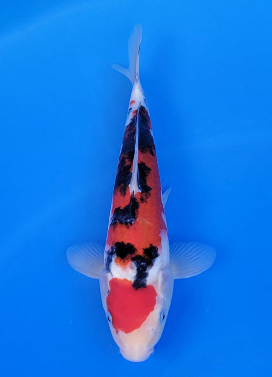 Koi fish for sale — 29 cm Ogata Sanke at ChampKoi