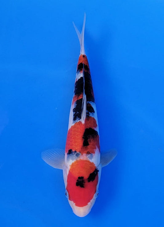 Koi fish for sale — 29 cm Ogata Sanke at ChampKoi