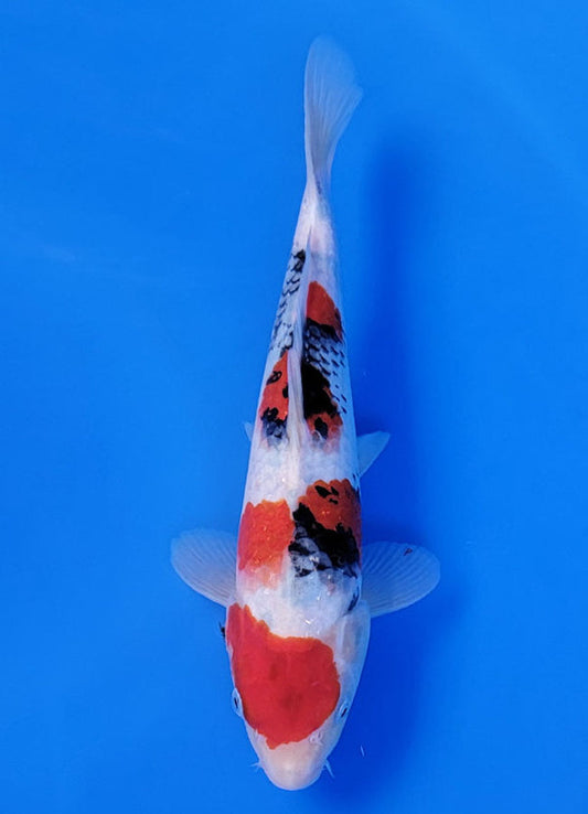 Koi fish for sale — 29 cm Ogata Showa at ChampKoi