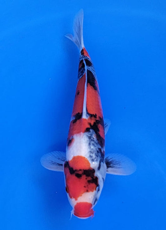 Koi fish for sale — 29 cm Ogata Showa at ChampKoi
