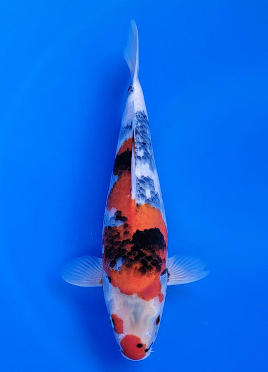 Koi fish for sale — 39 cm Ogata Showa at ChampKoi