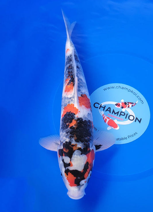 Koi fish for sale — 35 cm Hoshikin Showa at ChampKoi