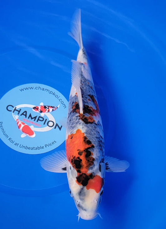 Koi fish for sale — 35 cm Hoshikin Showa at ChampKoi
