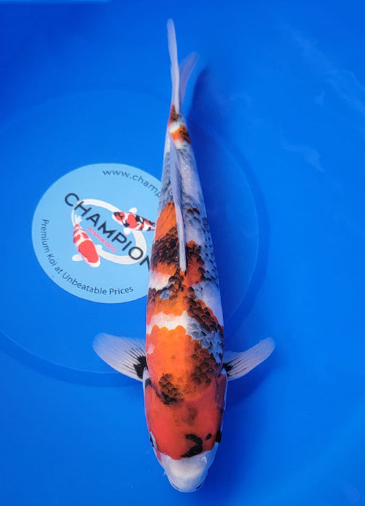 Koi fish for sale — 35 cm Hoshikin Showa at ChampKoi