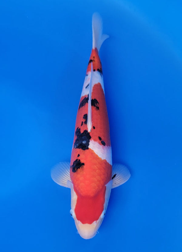 Koi fish for sale — 45 cm Sakai Kohaku at ChampKoi