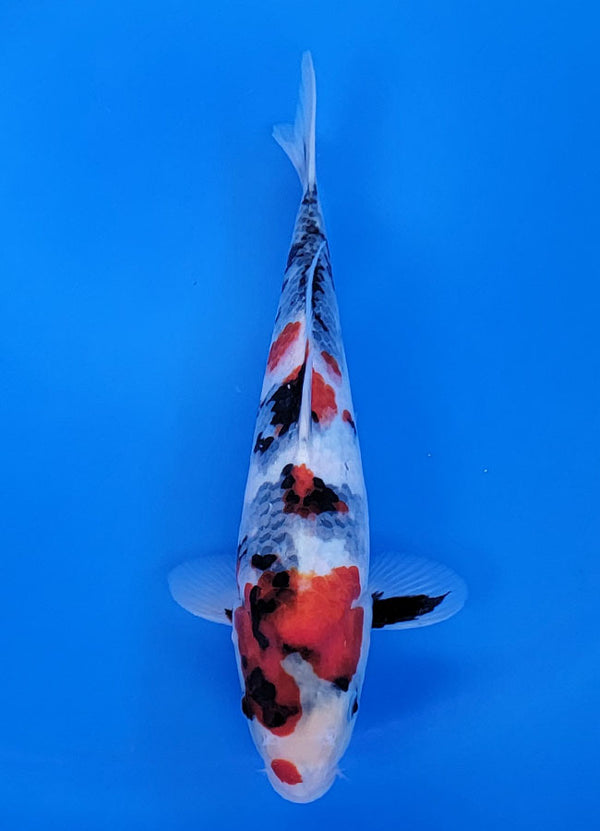 Koi fish for sale — 30 cm Sekiguchi Showa at ChampKoi