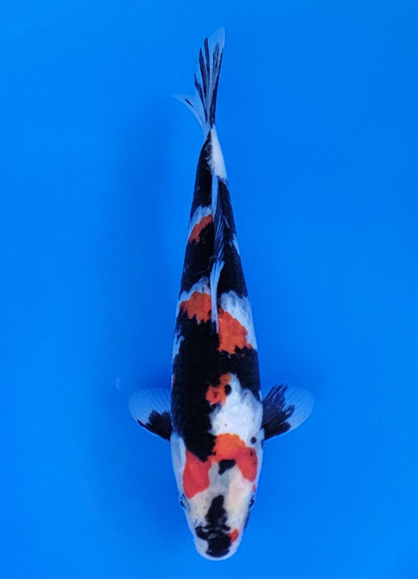 Koi fish for sale — 28 cm Sekiguchi Showa at ChampKoi