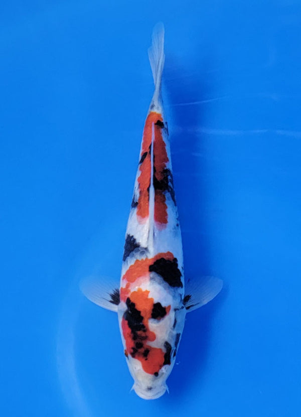 Koi fish for sale — 25 cm Sekiguchi Showa at ChampKoi