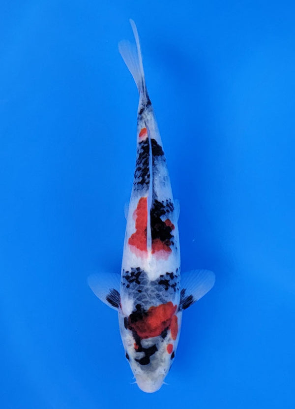 Koi for Sale: 25cm Sekiguchi Showa ChampKoi Champion Nishikigoi