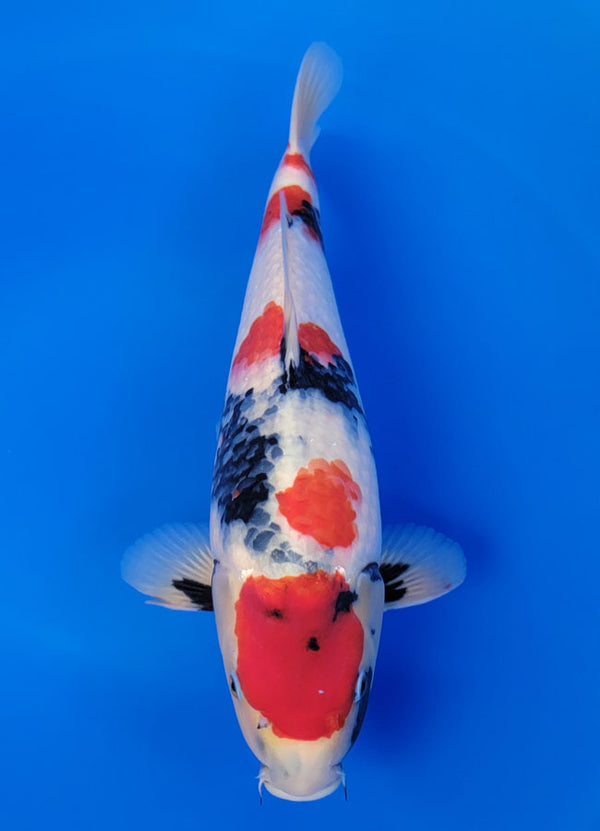 Koi fish for sale — 39 cm Isa Tancho Showa at ChampKoi