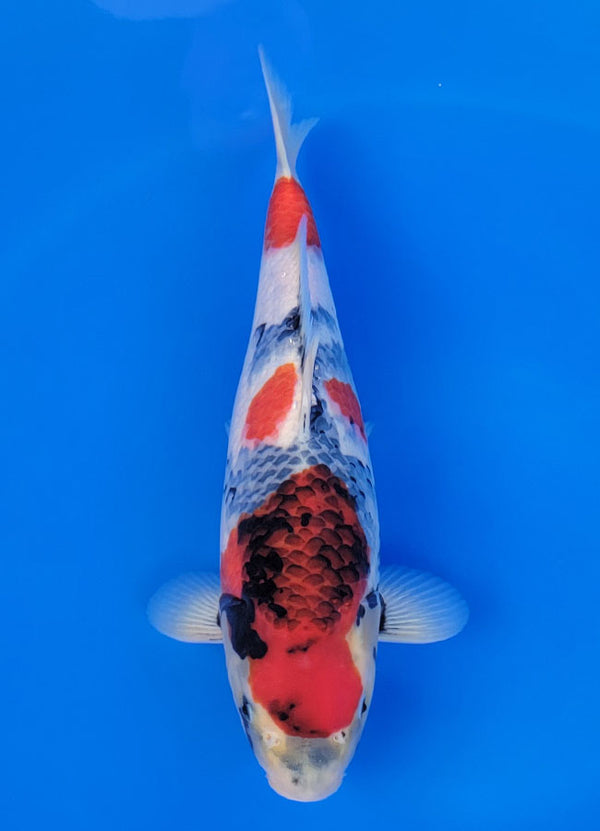 Koi fish for sale — 39 cm Isa Tancho Showa at ChampKoi