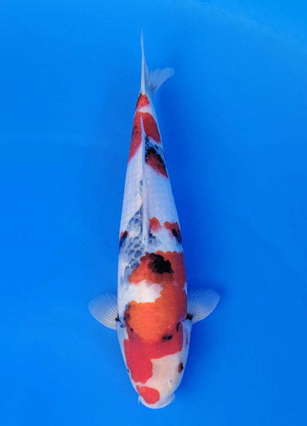 Koi fish for sale — 36 cm Isa Showa at ChampKoi