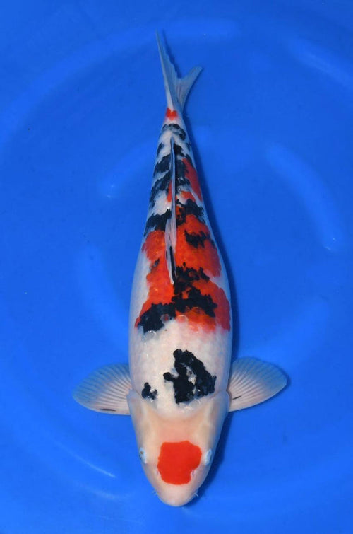 Koi fish for sale — 53 cm Taniguchi Sanke at ChampKoi - image 3