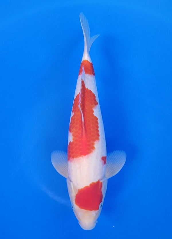 Koi fish for sale — 34 cm Matsue Kohaku at ChampKoi