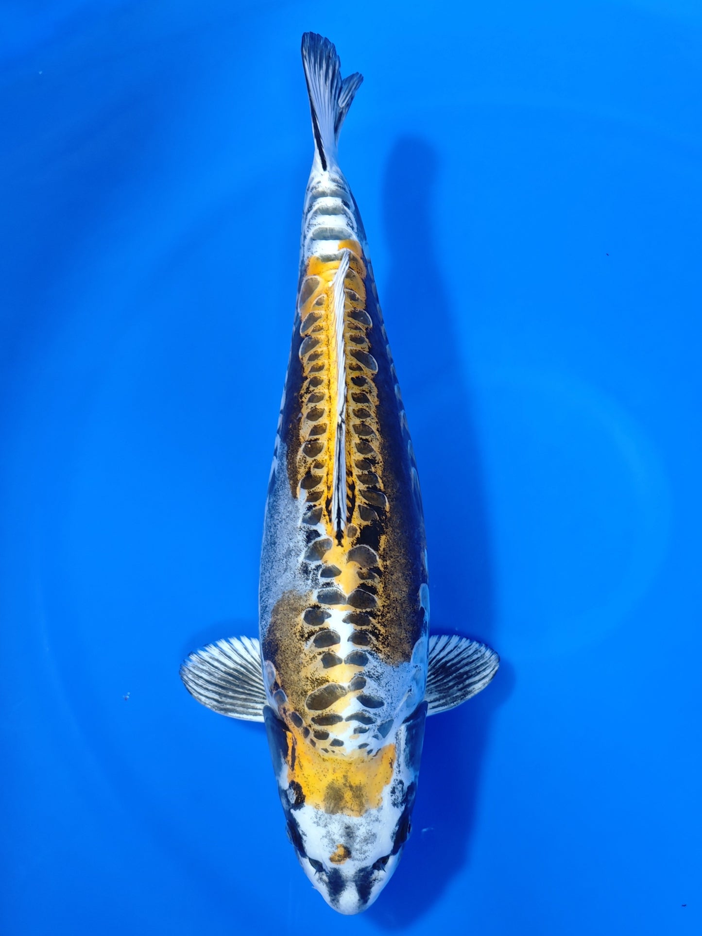 Koi fish for sale — 57 cm Marusei Doitsu Kogane Ochiba at ChampKoi