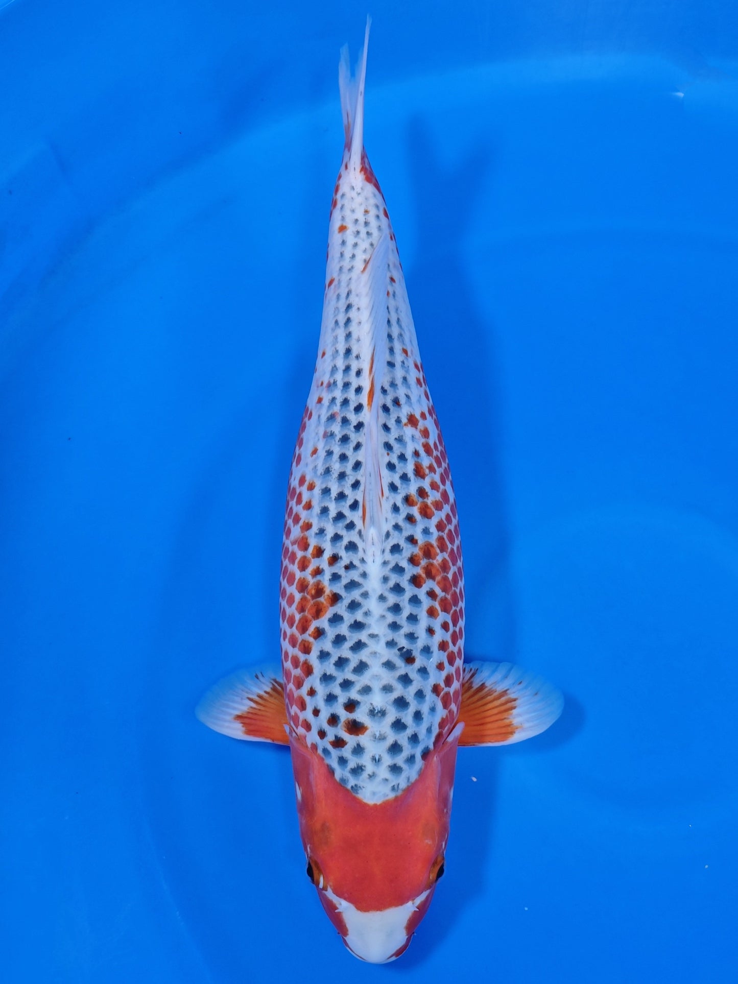 Koi fish for sale — 62 cm Marusei Asagi at ChampKoi